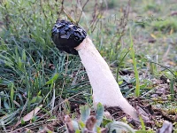Duinstinkzwam [Phallus hadriani]